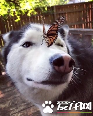 蝴蝶不請自來臉上蹭蹭 萌犬哈士奇超傻眼