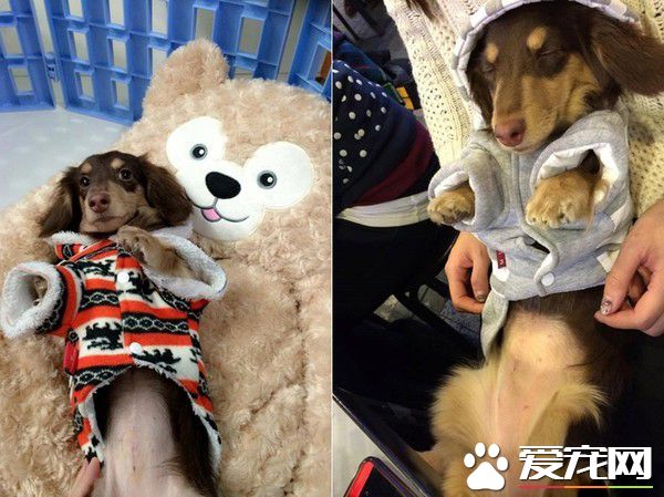 汪門口設黃金陷阱 把拔開門：畫面像巧克力抹吐司