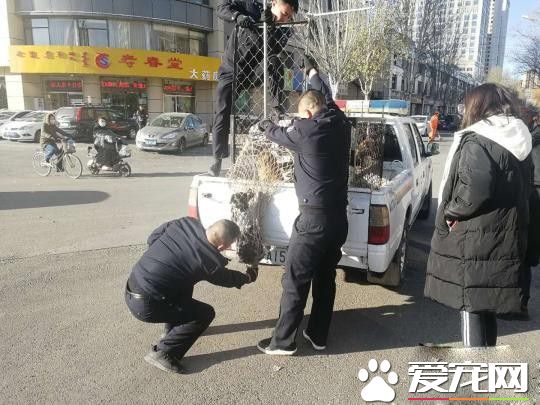 現實版的忠犬八公！小狗苦等車禍身亡女主人80天