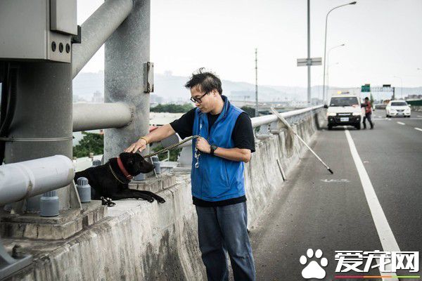 板橋第一暖男 幫助癱瘓的小狗重拾笑容與活潑