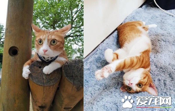 來看這人類瘋啦！123木頭人游戲喵喵們反映超逗趣