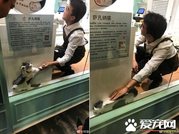 喵咪果然是液體!  躲藏縫隙擠成一片貓覺得好開心