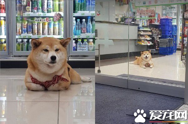 柴柴壞掉了嗎？柴柴跟把拔去超商躺大廳中央