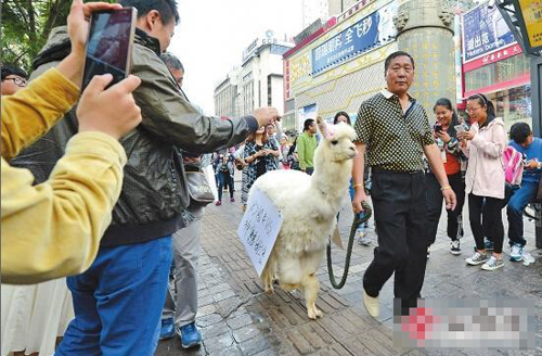 股民炒股被套牢 當街10萬叫賣“神獸”——萌寵羊駝