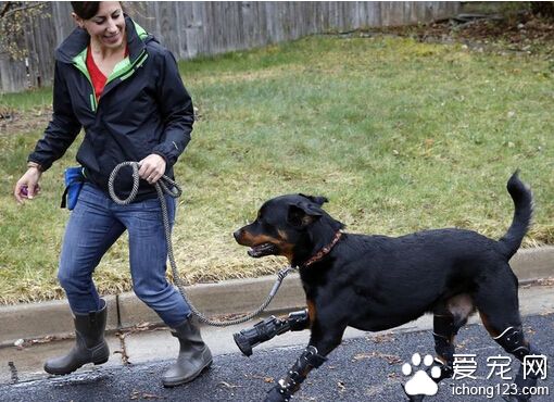 羅威納犬被稱為“機器狗” 四條腿都是義肢