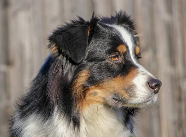 牧羊犬名字霸氣的順口