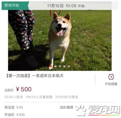 4歲柴犬寄養一千多天 法院拍賣意外走紅