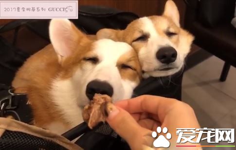 無法用食物誘拐的汪星人 美味當前兩汪依然熟睡