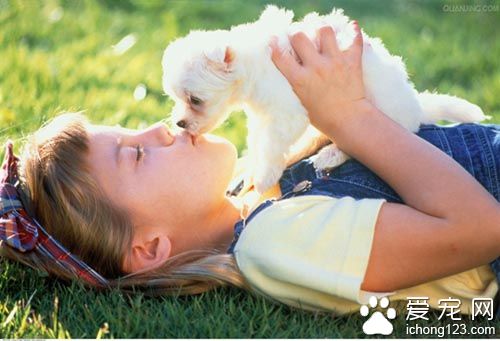 飼養博美犬需要注意的一些事項