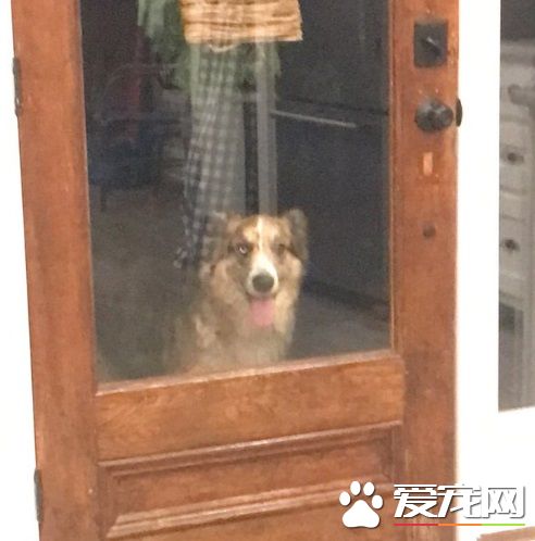 門口出現走失汪 招待太完美玩到不想回家