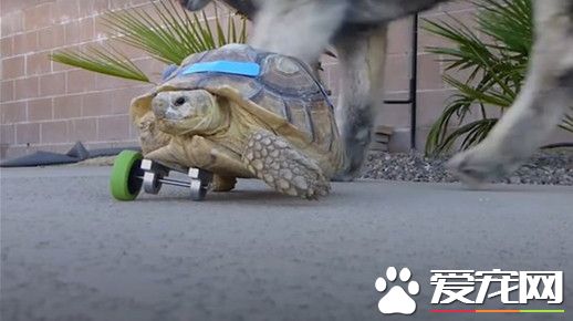三腳烏龜走不動路 主人幫忙裝輔助輪讓其行走