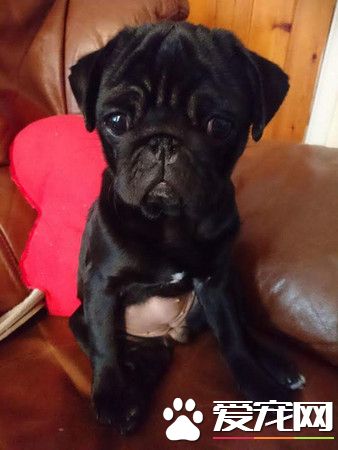母巴哥犬長出小弟弟 竟是雌雄同體的陰陽犬