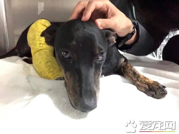 汪遭飼主棄養還被車撞 幸遇到了善心人士相救