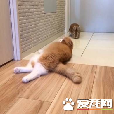 貓兔之友情 貼心貓咪溫柔陪伴兔兔