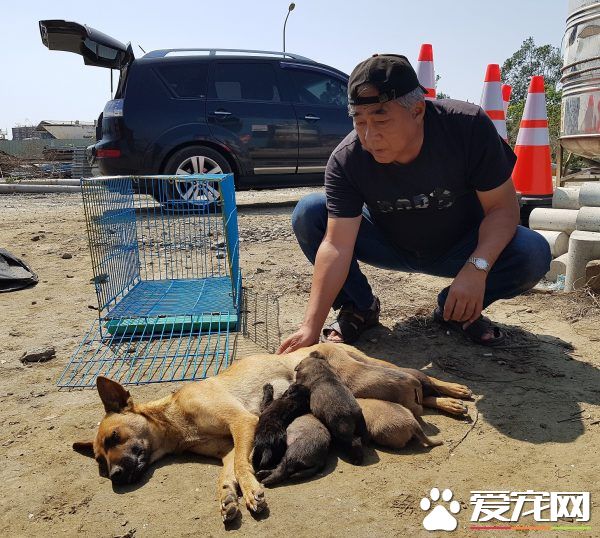 超偉大母愛！狗媽媽為救小孩不惜肉身擋車