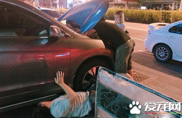 本宮乏了 喵皇貴妃躺等伺候霸氣十足