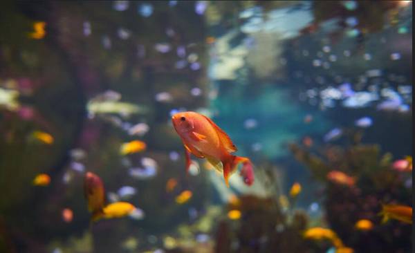 魚是恒溫動物嗎