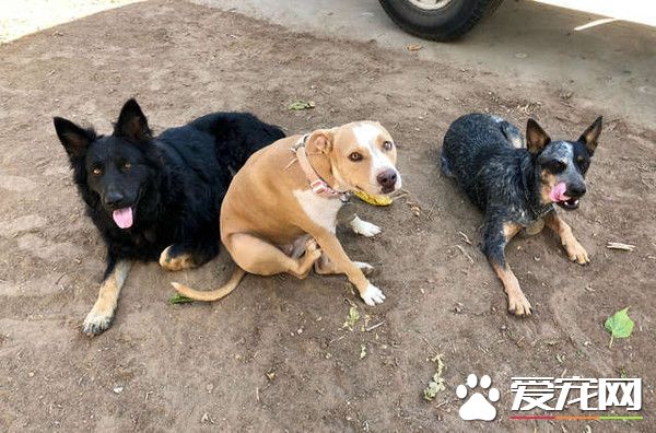 加州路邊有只怪物？原來是一只受傷的德國狼犬