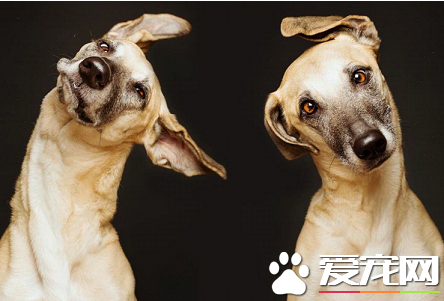還傻傻分不清成犬狗糧在狗狗多大的時候吃?WOWO牛肉成犬糧告訴你