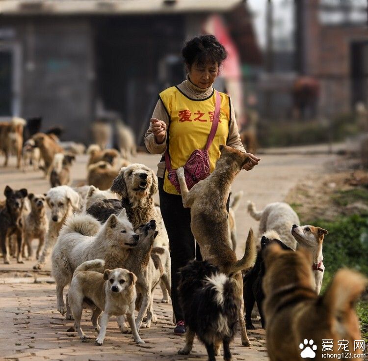 不計回報的老人給流浪狗提供了一個溫暖的家