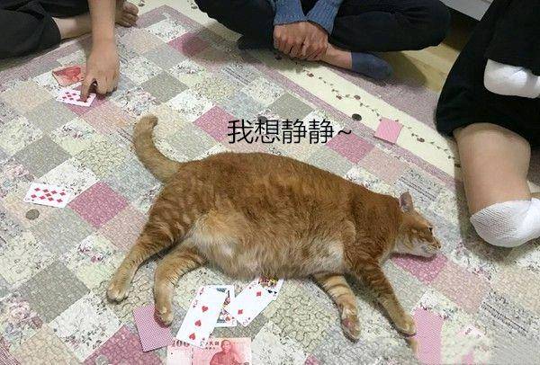 女子抱了10分鐘橘貓 雙腿就受了“重傷” 拍下照片讓人羨慕