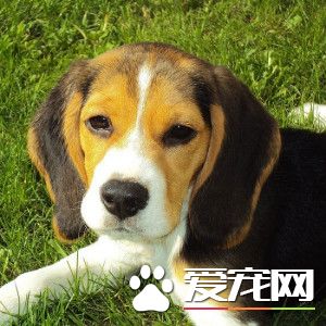 寵物<a href=/zhonglei/gou/ target=_blank class=infotextkey>狗</a>割雙眼皮后死亡 寵物也掀整形風波