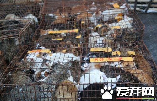 男子上街發現前方叫聲不斷 讓人無比心酸