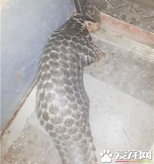 穿山甲偷跑出來逛大街 夜闖賣場被報警處理