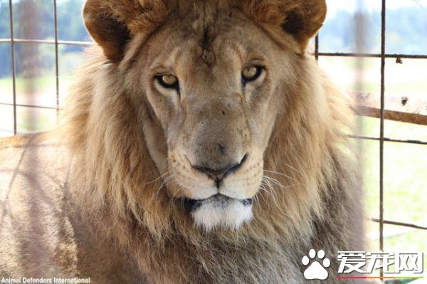 馬戲團獅子被不人道對待 獲救后開心漸露自然天性