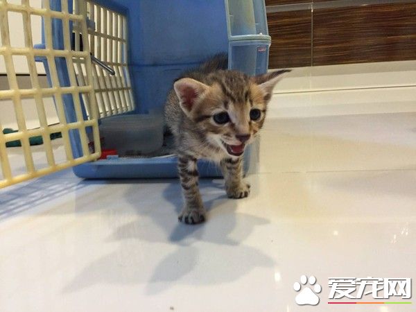 朕也想亮亮相! 愛貓亂入直播超會刷存在感