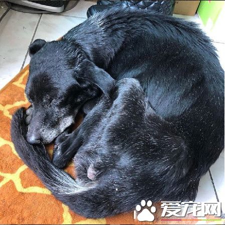 陪它走完最后一段路 年邁老黑狗遭遺棄