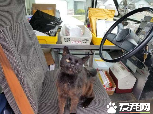 傲嬌黑貓超粘人 不摸摸抱抱便不下車回家
