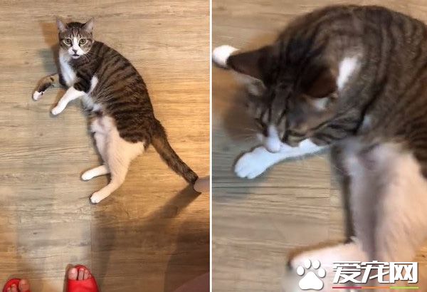 喵咪假裝綜藝摔討抱抱 碰瓷技巧超純熟！