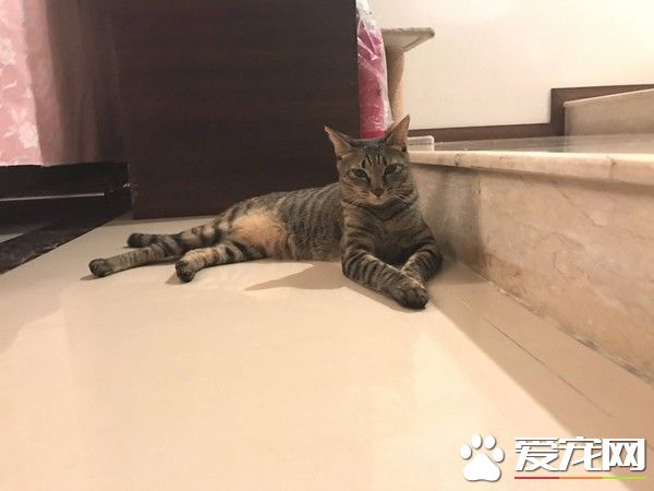 朕也想亮亮相! 愛貓亂入直播超會刷存在感