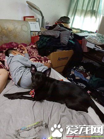 米克斯汪看到小主人抽象派畫像 表情超驚訝