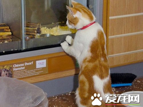 萌貓每天造訪商店　望著櫥窗里老鼠或魚出神