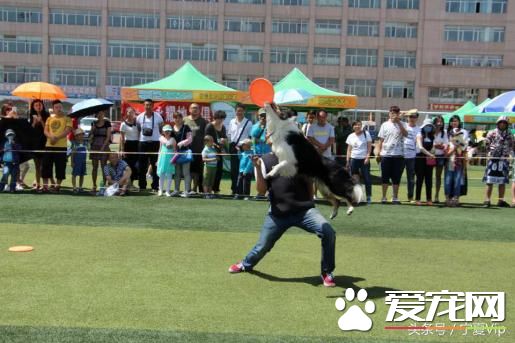 飛盤狗、偵查狗、金牌狗、撒嬌狗，一群有意思的狗！