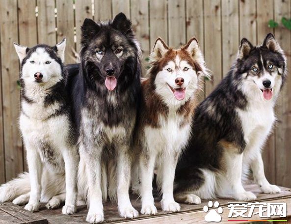 蝴蝶不請自來臉上蹭蹭 萌犬哈士奇超傻眼