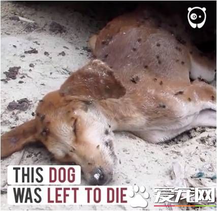 連蒼蠅都覺它死了 社工用愛救回它