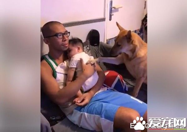 超溫馨！懷孕養寵沒問題 狗姐姐暖心愛寶寶