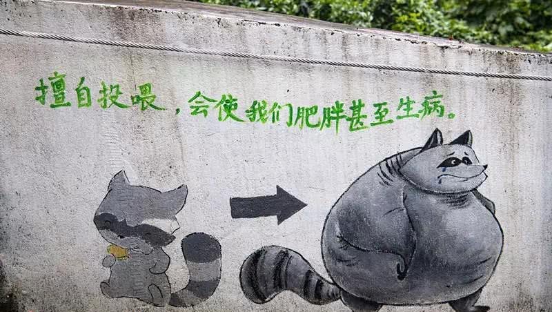 小涴熊？小熊貓？這都是什么鬼？傻傻分不清楚