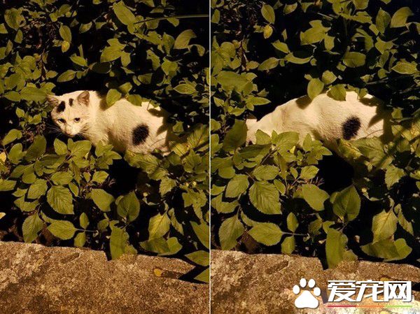 怎么這么晚才來? 小可愛浪浪撒嬌等罐罐