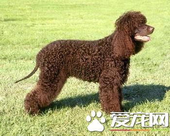 狗狗智商排行榜，你家狗狗排第幾？