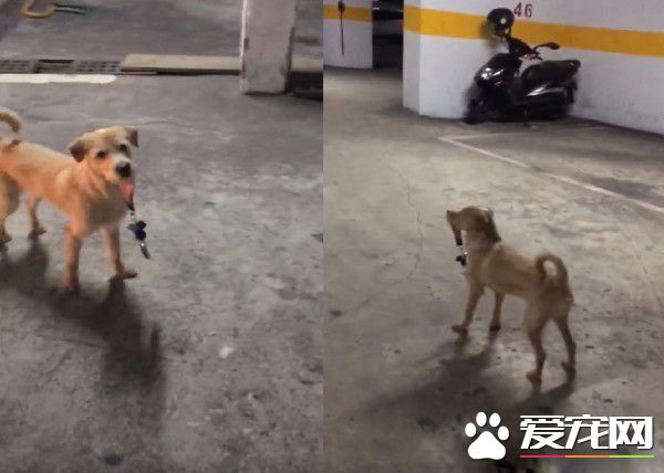 精明汪叼鑰匙暗示出去玩 爸爸后悔教會這招