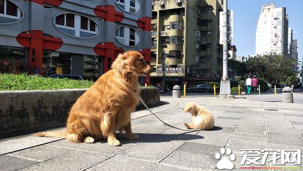 阿金從不愿意被狗碰 變成會保護弟弟的暖姐姐
