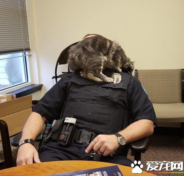 警官解救被當誘誀的小貓 卻意外鐘情成另類警貓