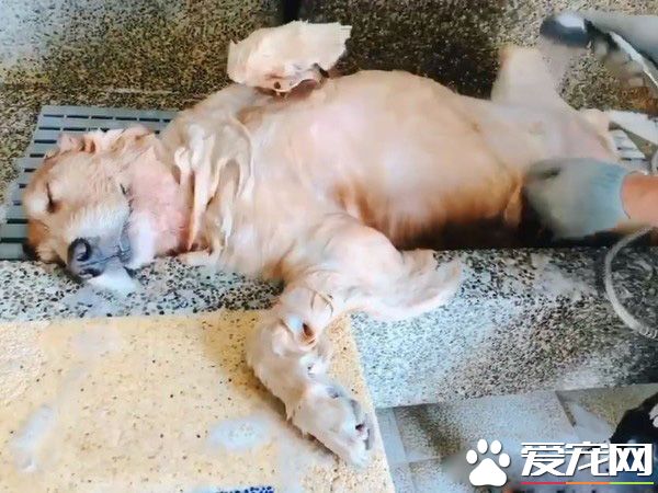最佳洗澡模范生！喜歡洗澡的<a href=/zhonglei/gou/ target=_blank class=infotextkey>狗</a>狗超會享受