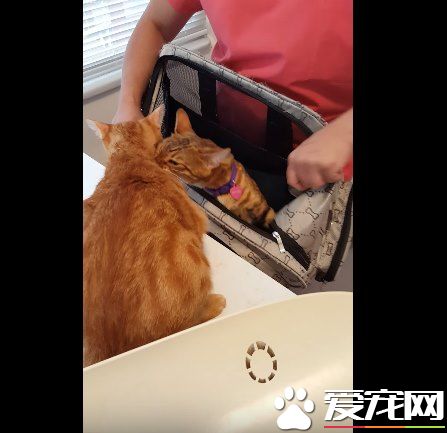 超有義氣的一只貓 要逃命也絕不丟下同伴!