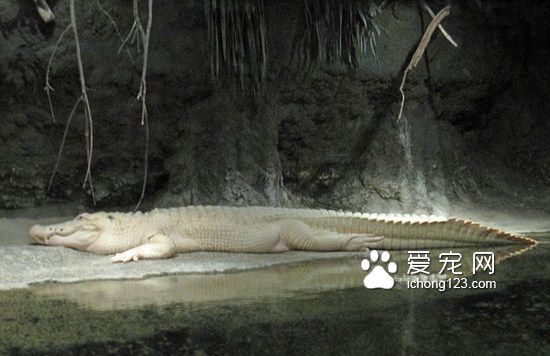 28歲罕見白鱷在美國新奧爾良市水族館中去世