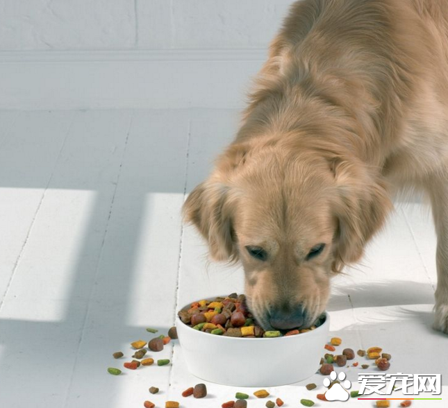 注意了：給幼犬吃狗糧需先泡軟，WOWO雞肉幼犬糧營養好吸收